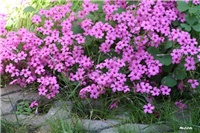 e1084f64-IMG_7296 oxalis.jpg